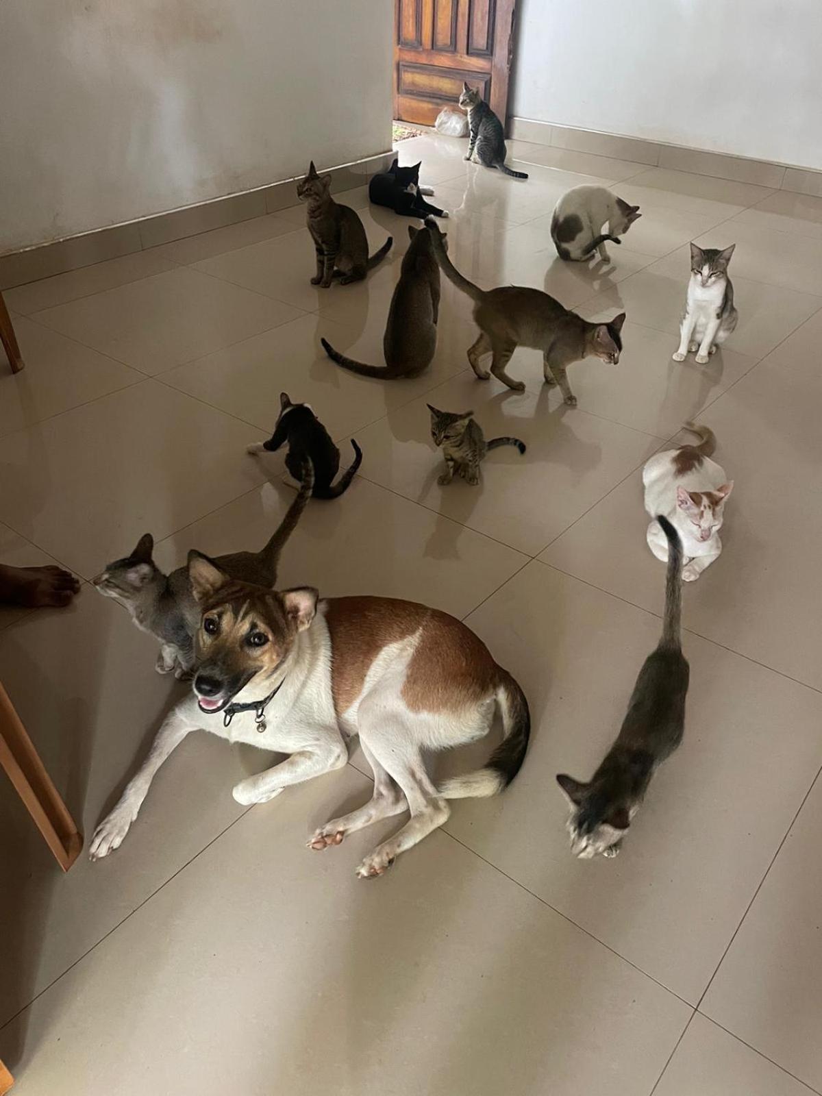 Alass Ga For Pets Lovers Trincomalee Exteriör bild
