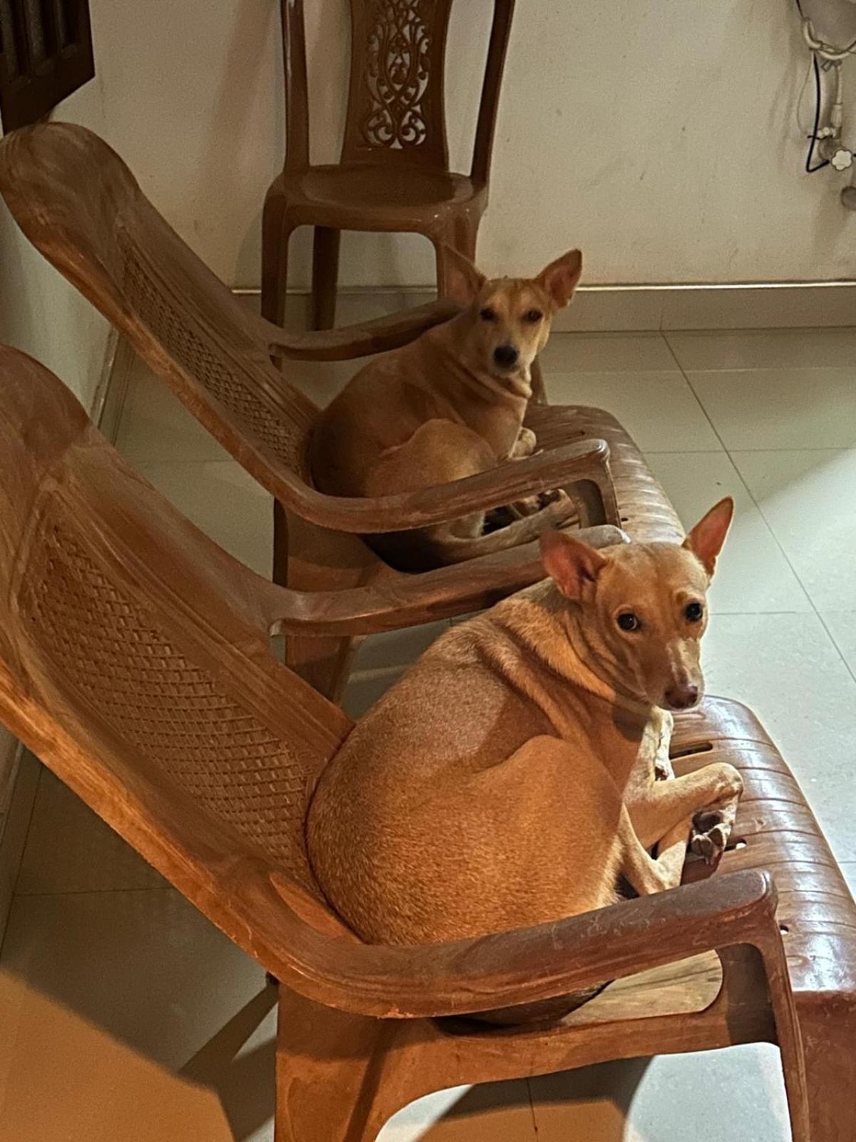Alass Ga For Pets Lovers Trincomalee Exteriör bild