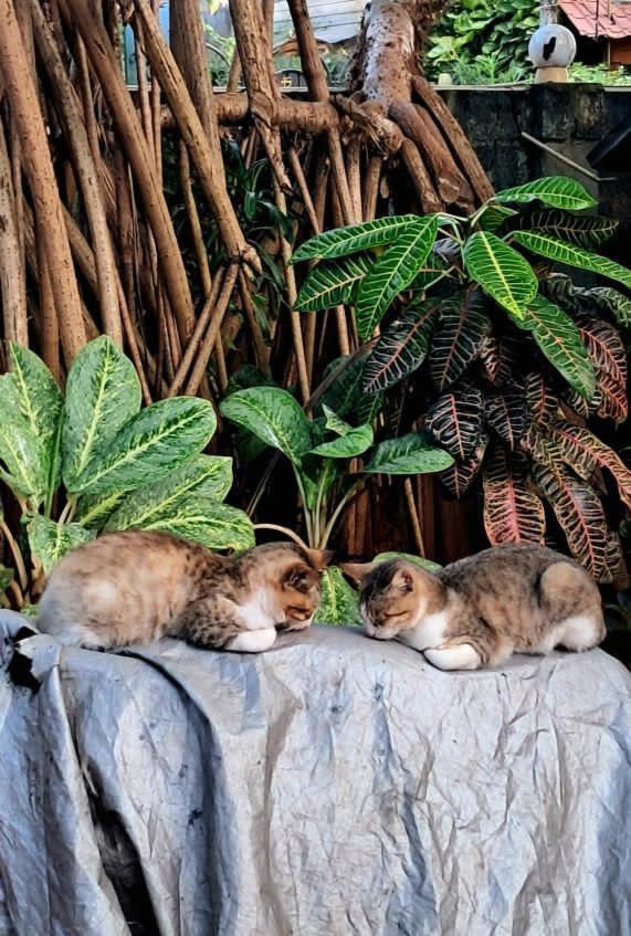 Alass Ga For Pets Lovers Trincomalee Exteriör bild